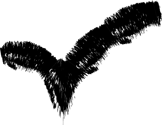 bird-2